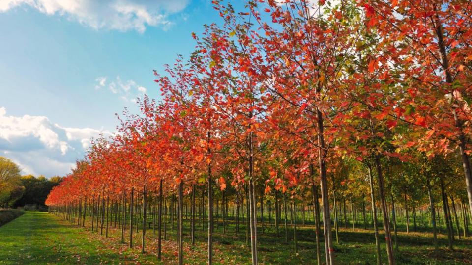 Polyvalente bomen die nauwelijks ziekten of aantastingen kennen