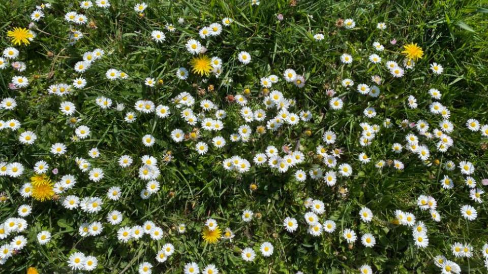 Biodivers kruiden- en bloemengazon