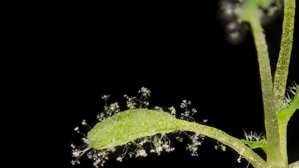 Arabidopsis-plant besmet met valse meeldauw