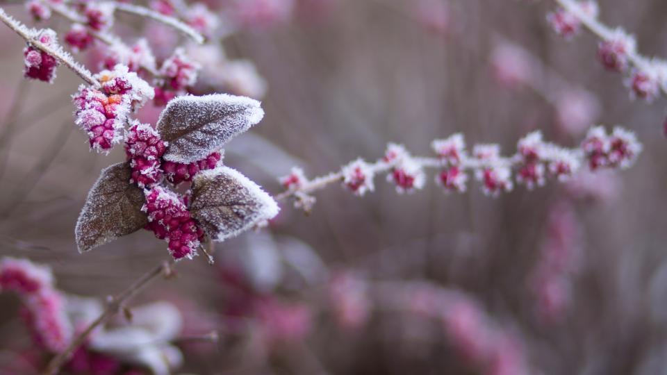 Planten winter