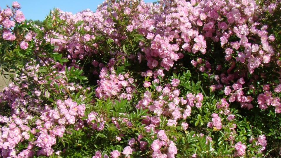 Rivierenhof Rose Award