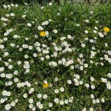 Biodivers kruiden- en bloemengazon