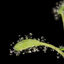 Arabidopsis-plant besmet met valse meeldauw