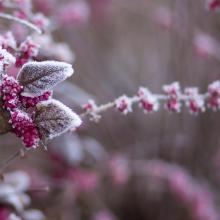 Planten winter