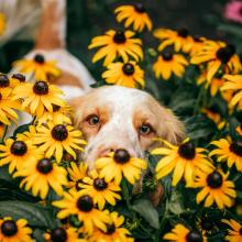 Toxische planten