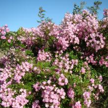 Rivierenhof Rose Award